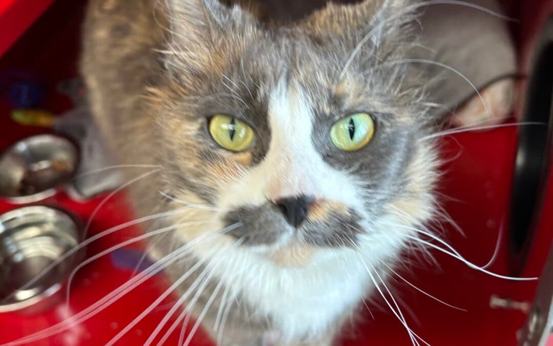 LAQUISHA - Domestic Medium Hair cat available for adoption at AARCS in Calgary