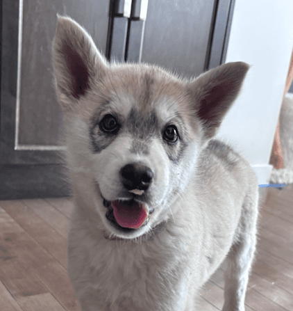 LELAND - Siberian Husky Mixed available for adoption at AARCS in Calgary
