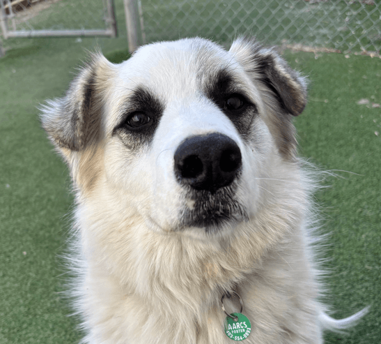 LILO - Border Collie Mixed available for adoption at AARCS in Calgary