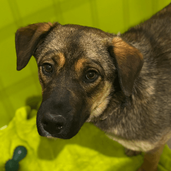 LILY - American Blue Heeler Mixed available for adoption at AARCS in Calgary