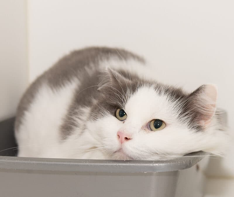 LOKE - Domestic Short Hair cat available for adoption at AARCS in Calgary