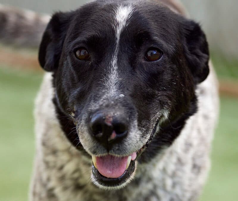 LUCILLE - American Blue Heeler Mixed available for adoption at AARCS in Calgary