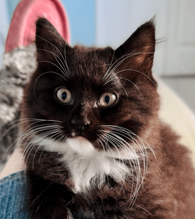 LUKE - Domestic Long Hair cat available for adoption at AARCS in Calgary