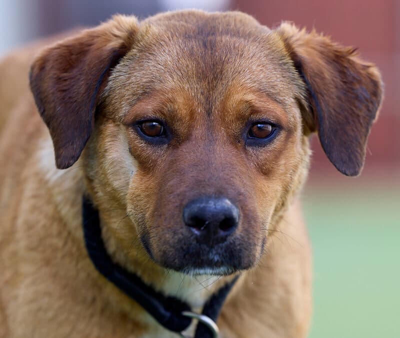 LUNA - Labrador Retriever mixed available for adoption at AARCS in Calgary
