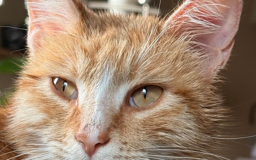 MANGO - Domestic Short Hair cat available for adoption at AARCS in Calgary