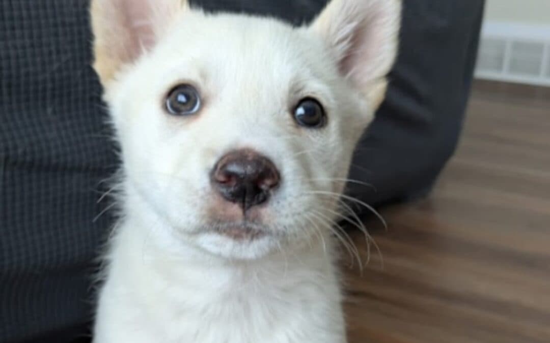 MARDA - Siberian Husky Mixed available for adoption at AARCS in Calgary
