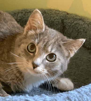 MARGARITA - Domestic Short Hair cat available for adoption at AARCS in Calgary