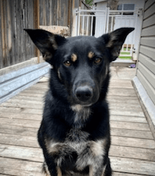 MAUI - German Shepherd mixed available for adoption at AARCS in Calgary