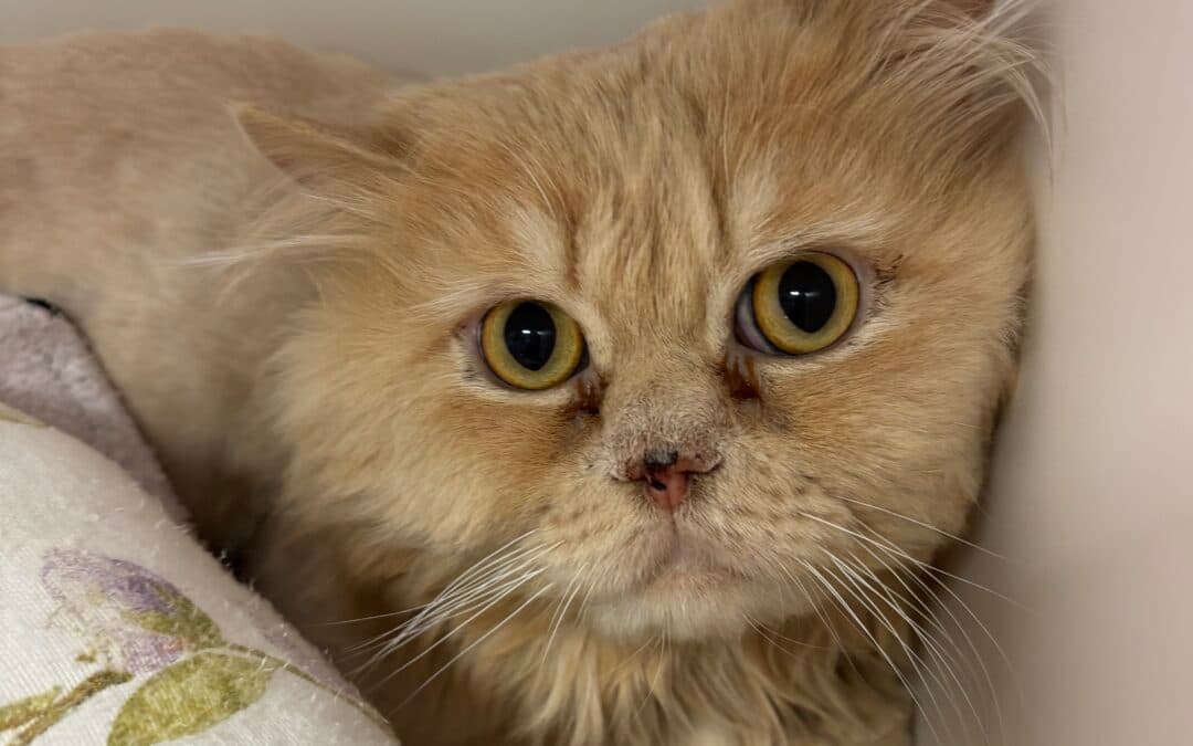 MOBY - Domestic Long Hair cat available for adoption at AARCS in Calgary