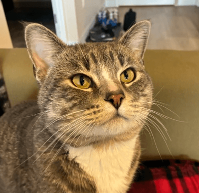 MUFFIN - Domestic Short Hair cat available for adoption at AARCS in Calgary