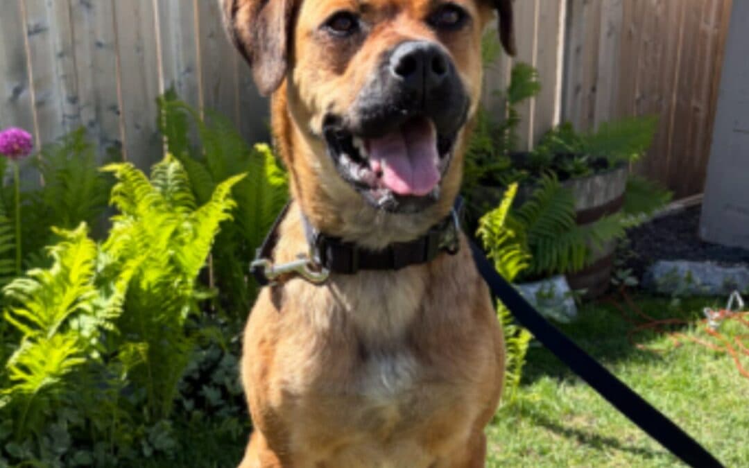 NAVY - Mastiff Mixed available for adoption at AARCS in Calgary