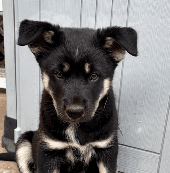 OISIN - Siberian Husky Mixed available for adoption at AARCS in Calgary
