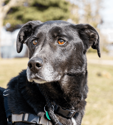 OLLIE - Border Collie Mixed available for adoption at AARCS in Calgary