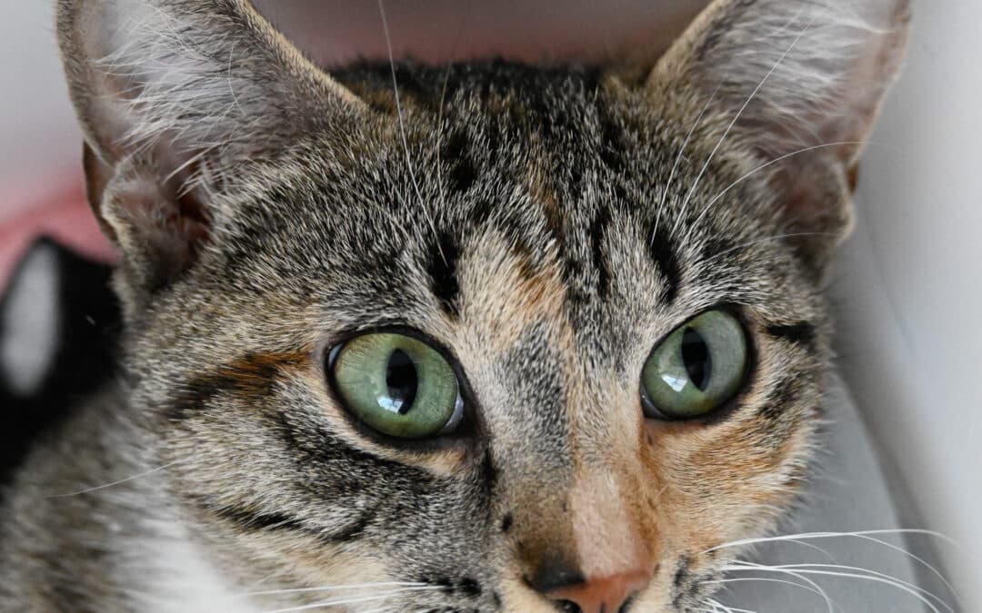 PASHMINA - Domestic Short Hair cat available for adoption at AARCS in Calgary