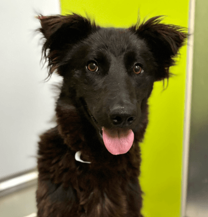 PAWCASSO - Shepherd Mixed available for adoption at AARCS in Calgary