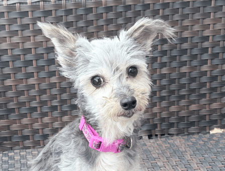 PENELOPE - Chinese Crested Mixed available for adoption at AARCS in Calgary