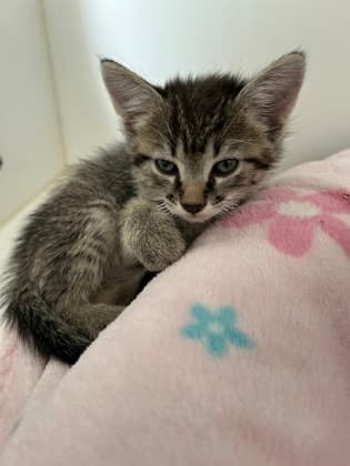 PORSCHE - Domestic Short Hair cat available for adoption at AARCS in Calgary