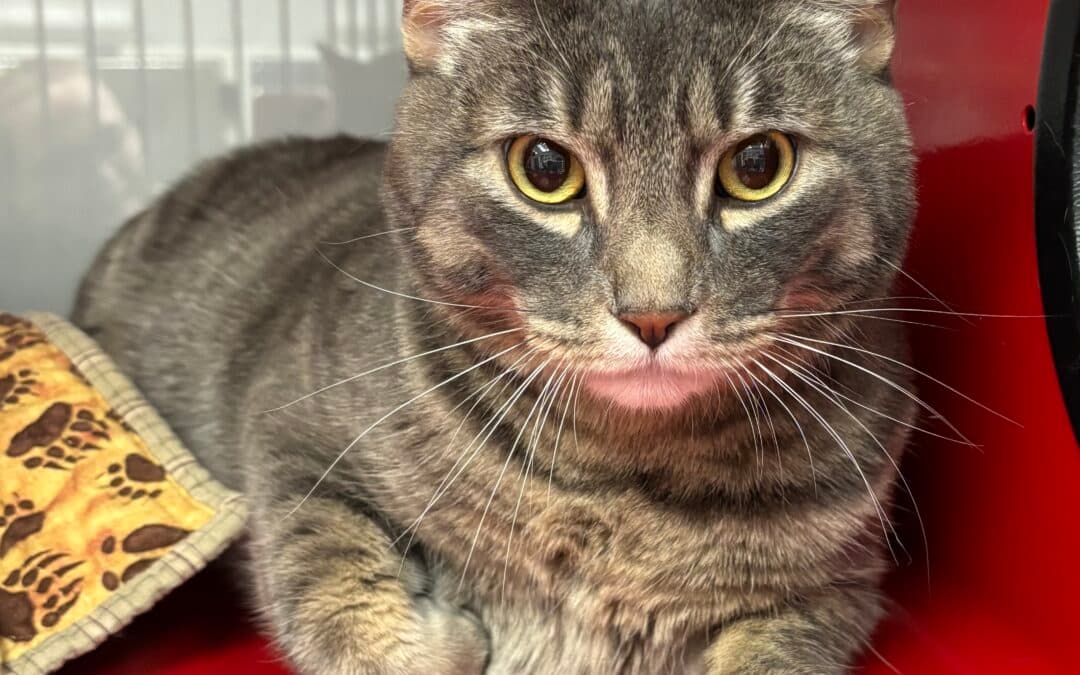 POSEIDON - Domestic Short Hair available for adoption