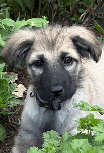 POSY - Siberian Husky Mixed available for adoption at AARCS in Calgary