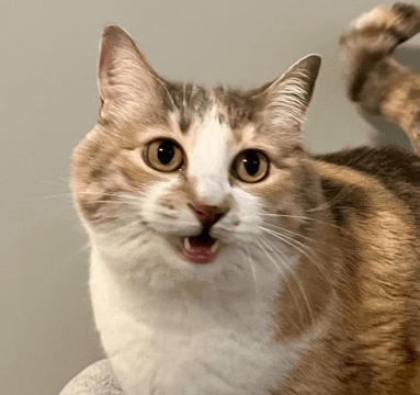 Q - Domestic Short Hair cat available for adoption at AARCS in Calgary