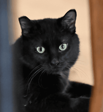 QUAKER - Domestic Short Hair cat available for adoption at AARCS in Calgary