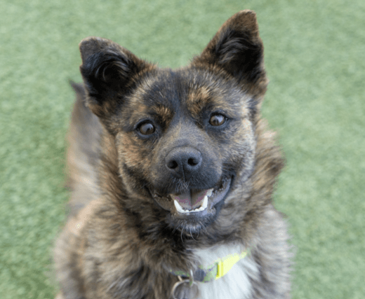 RAYA - Miniature Australian Shepherd Mixed available for adoption at AARCS in Calgary