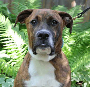 RILEY - Terrier, Pit Bull Mixed available for adoption