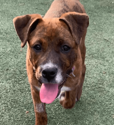 RILEY - Terrier, Pit Bull Mixed available for adoption at AARCS in Calgary