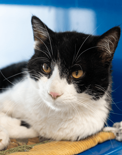 ROHAN - Domestic Short Hair cat available for adoption at AARCS in Calgary