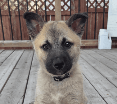 RUNDLE - Siberian Husky Mixed available for adoption at AARCS in Calgary
