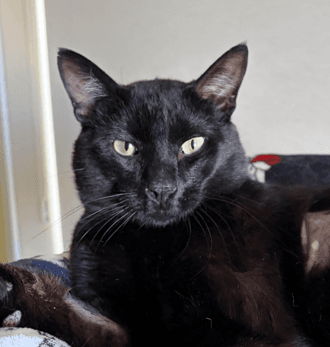 RUSSELL - Domestic Short Hair cat available for adoption at AARCS in Calgary