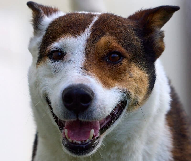 SAMSON - Australian Cattle Dog Mixed available for adoption at AARCS in Calgary