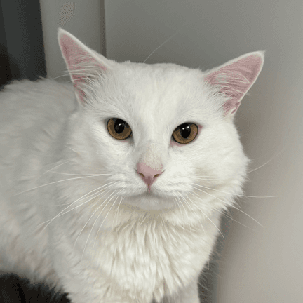 SLATER - Domestic Medium Hair cat available for adoption at AARCS in Calgary