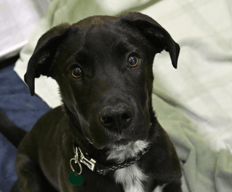 SONNY - Labrador Retriever mixed available for adoption at AARCS in Calgary
