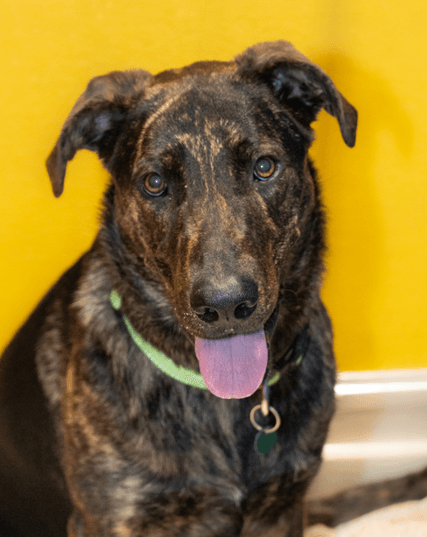SORREL - Labrador Retriever mixed available for adoption at AARCS in Calgary