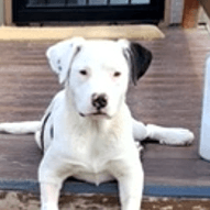 STELLA - Terrier, Pit Bull Mixed available for adoption at AARCS in Calgary
