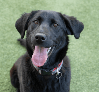 STORM - Labrador Retriever Mixed available for adoption in Calgary