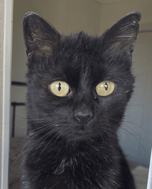 TAMALE - Domestic Short Hair cat available for adoption at AARCS in Calgary