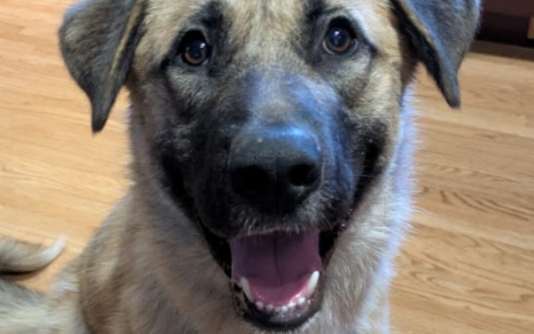 TANK - Anatolian Shepherd Mixed available for adoption in Calgary
