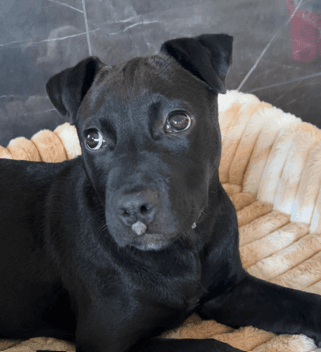 TEENY - Terrier, Pit Bull Mixed available for adoption in Calgary
