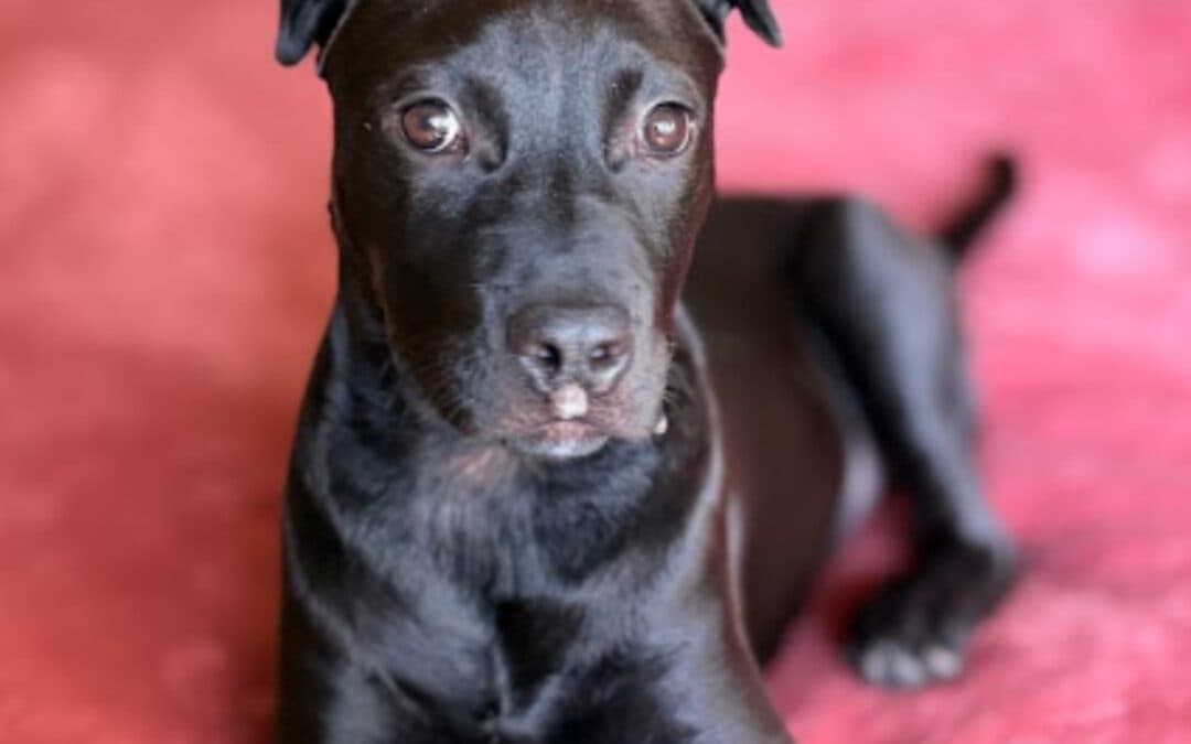 TEENY - Terrier, Pit Bull Mixed available for adoption