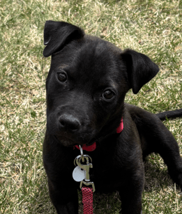 TEENY - Terrier, Pit Bull Mixed available for adoption at AARCS in Calgary