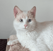 TEQUILA - Domestic Short Hair cat available for adoption at AARCS in Calgary