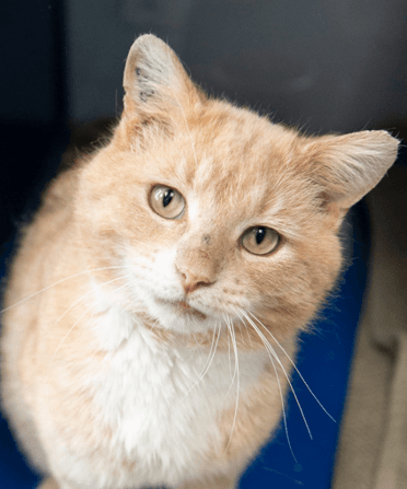 Thorley - Domestic Short Hair available for adoption at AARCS in Calgary