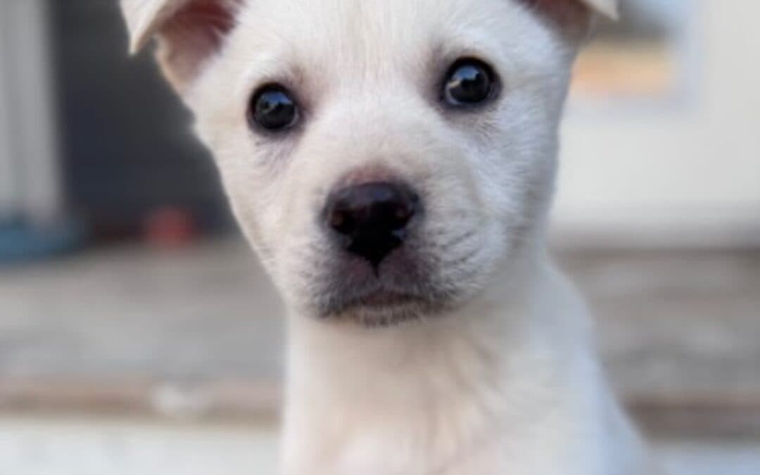 THORNCLIFFE - Siberian Husky Mixed available for adoption at AARCS in Calgary
