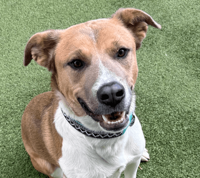 TIBBY - Terrier, American Pit Bull Mixed available for adoption at AARCS in Calgary