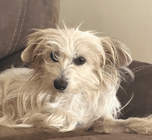 TINA - Chinese Crested Mixed available for adoption at AARCS in Calgary
