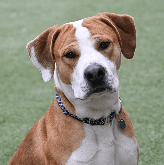 TOBY - Terrier, American Pit Bull Mixed available for adoption at AARCS in Calgary