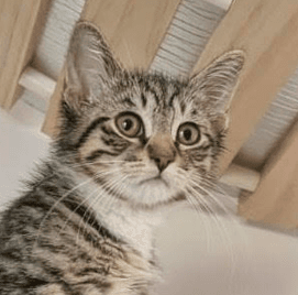 TOTORO - Domestic Short Hair cat available for adoption at AARCS in Calgary