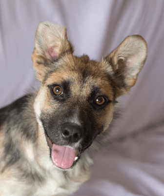 TROOPER - Shepherd mixed available for adoption at AARCS in Calgary
